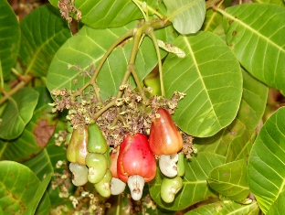 Орех кешью (Anacardium occidentale)