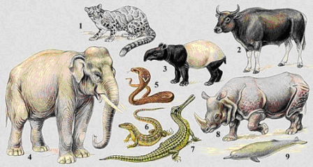 Характерные представители индо-малайской фауны