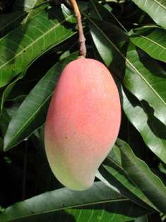  Индийское манго (Mangifera indica)