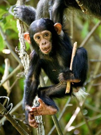 Молодой шимпанзе в нацпарке Mahale Mountains, Танзания. Фотография Michael Poliza, National Geographic/Getty Images