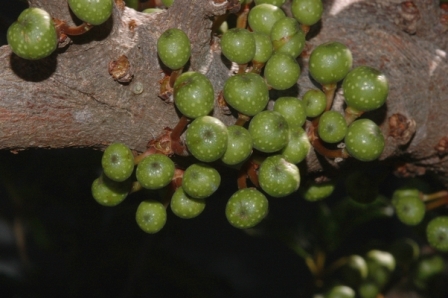Плоды Ficus caulocarpa (Источник http://www.figweb.org/)