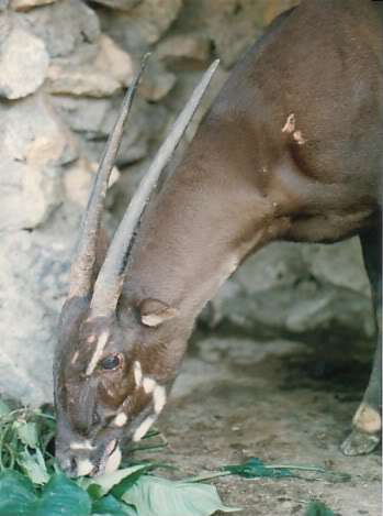 Самка саолы, названная Мартой, была поймана в 1996 году в Лаосе и передана в ближайший зверинец, но прожила там всего несколько недель. Фото  William Robichaud