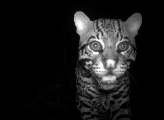 Оцелот (Leopardus pardalis) из Volcan Barva, Коста-Рика