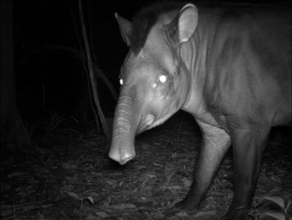 Южноамериканский тапир (Tapirus terrestris) уязвимый вид в Central Suriname Nature Reserve