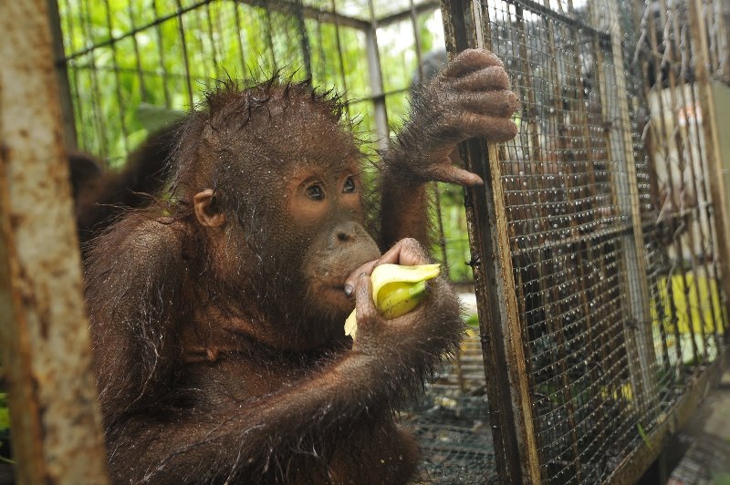 Фото организации Borneo Orangutan Survival