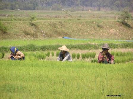 Посадка риса в Камбодже