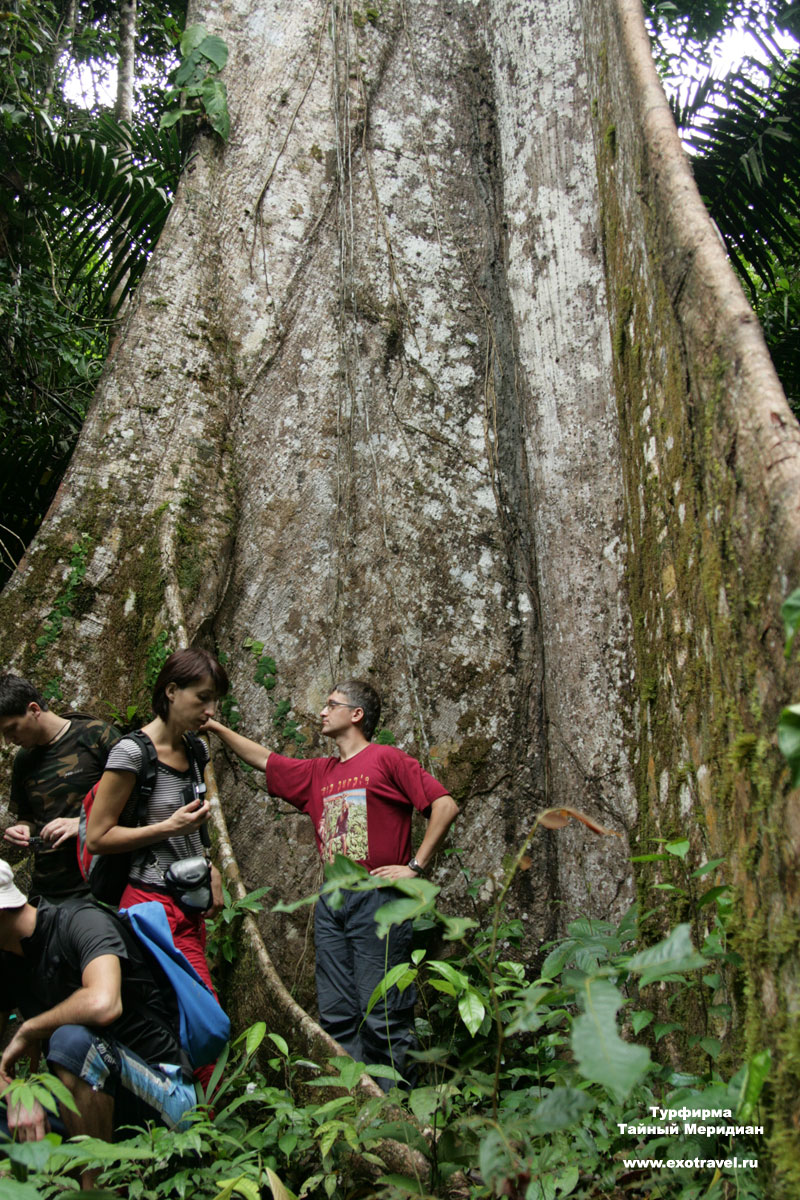Досковидные корни (Таман-Негара, Малайзия)