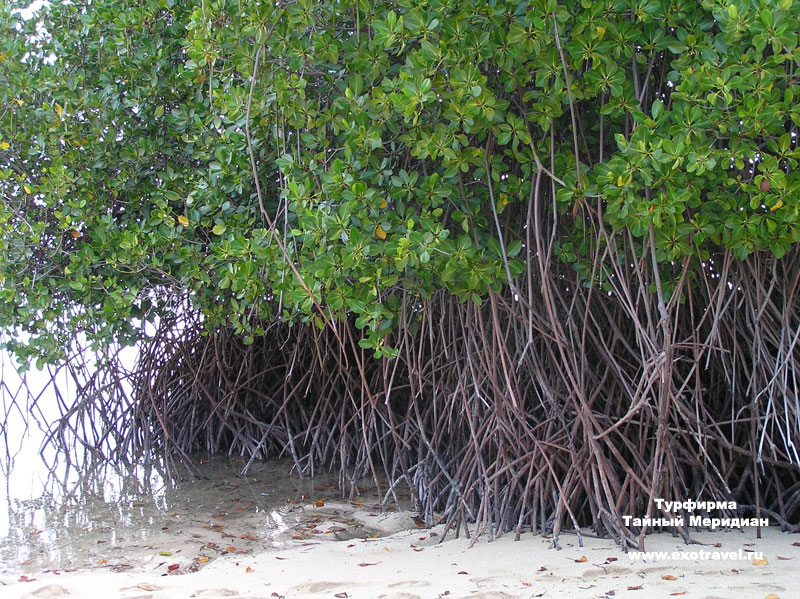 Ходульные корни в мангровом лесу (Таиланд)