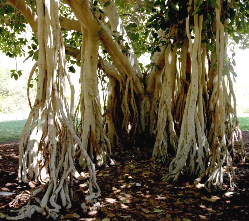 Фикус бенгальский (Ficus benghalensis) (Источник: http://ficusweb.ru)