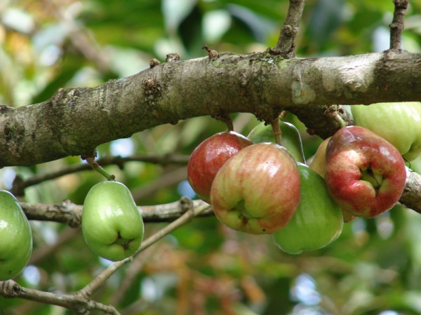 Малайское яблоко или сизигиум