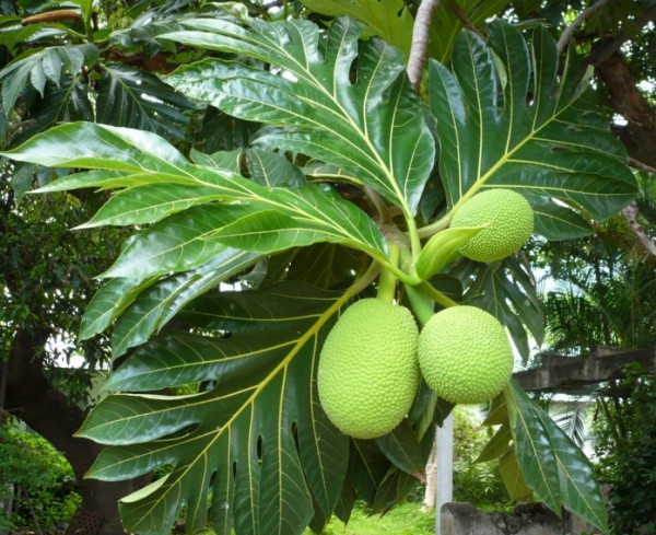 artocarpus-altilis