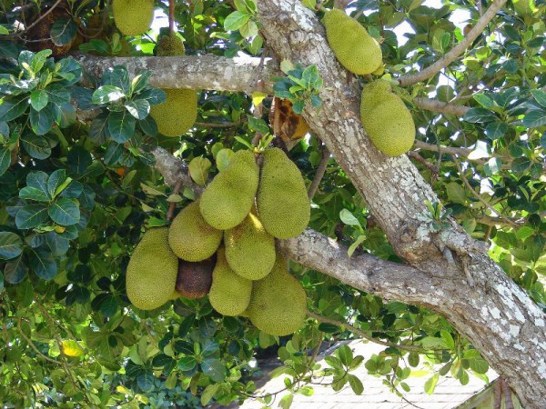 Плодоносящее дерево джекфрута