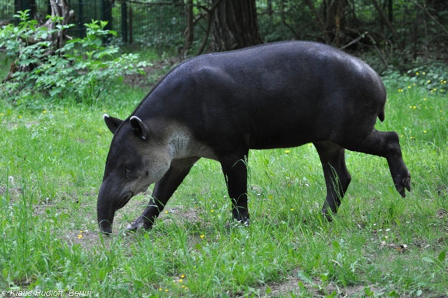 Центральноамериканский тапир (Tapirus bairdii)