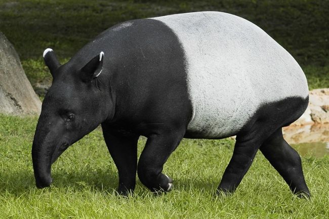 Чепрачный тапир (Tapirus indicus)