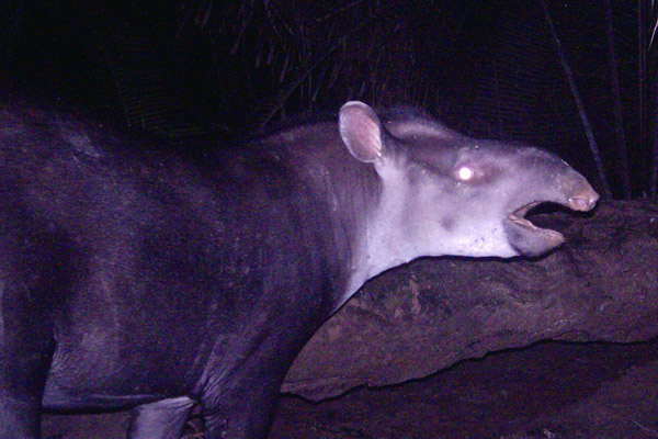 Тапир кабомани (Tapirus kabomani), фото Cozzuol et al
