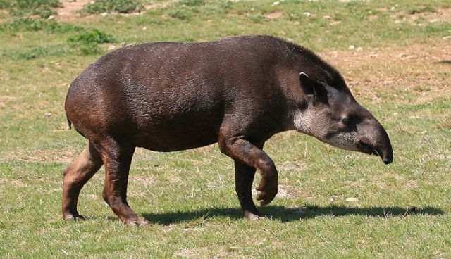 Равнинный тапир (Tapirus terrestris)