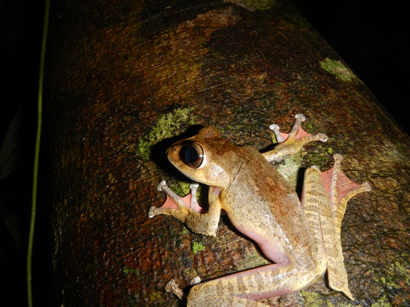 Древесная лягушка, нацпарк Масоала (Мадагаскар, сентябрь 2013)