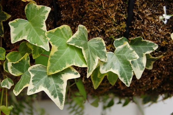 Плющ обыкновенный (Hedera helix)