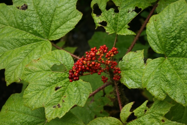 Оплопанакс высокий (Oplopanax elatus)