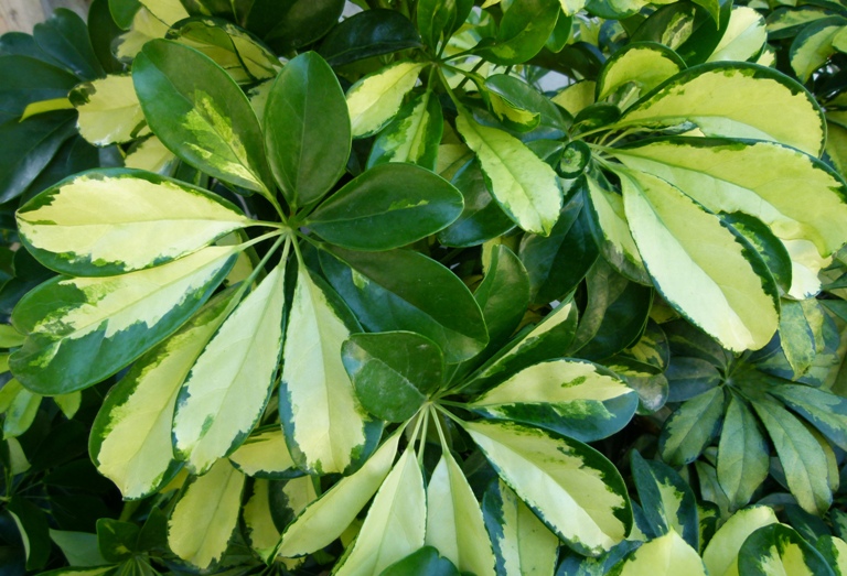 Шеффлера пальчатая (Schefflera digita)
