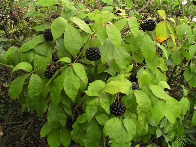 Элеутерокок колючий (Eleutherococcus senticosus)