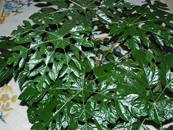Trevesia palmata (взрослые листья)
