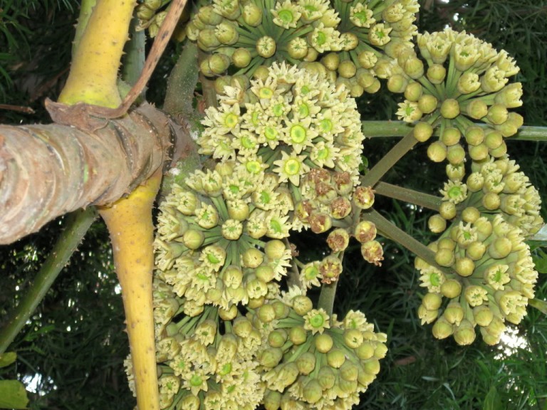 Trevesia palmata (соцветие)