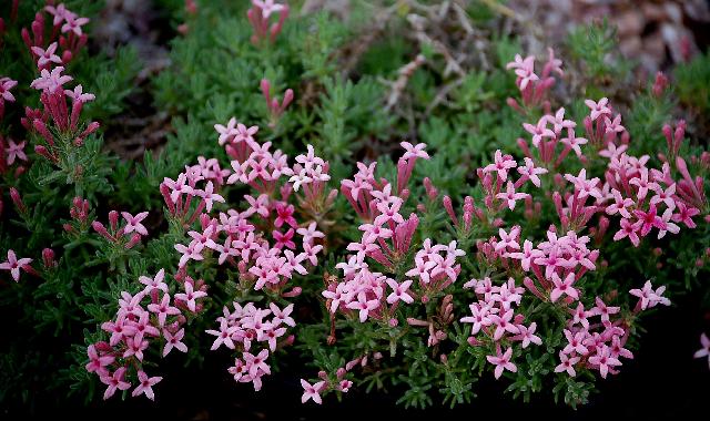 Asperula daphneola