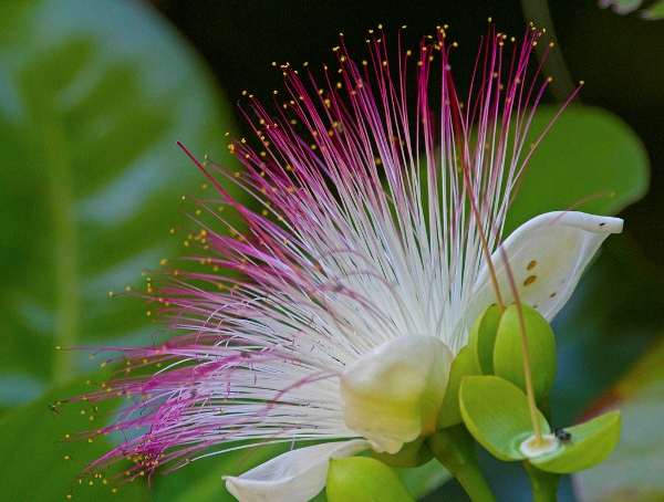 Barringtonia asiatica