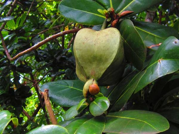 Плод Barringtonia asiatica