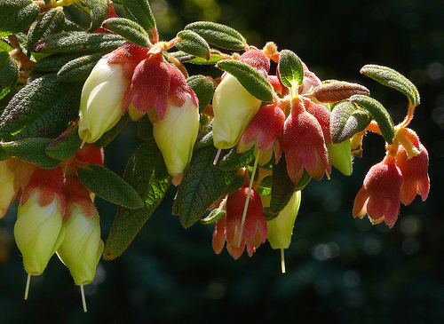 Brachyotum ledifolium