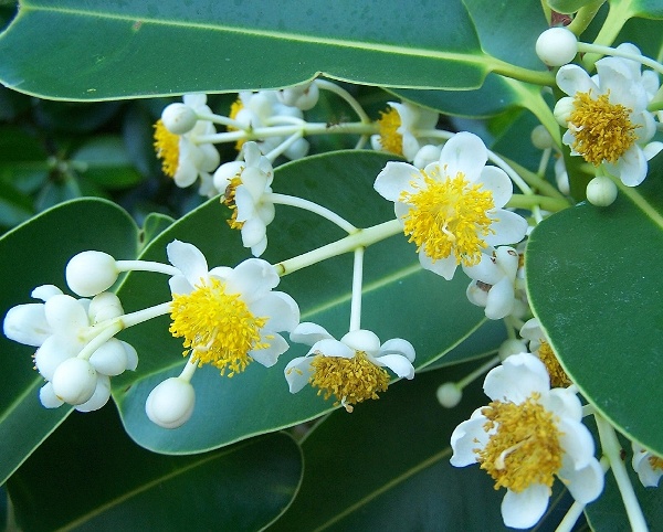 Calophyllum inophyllum