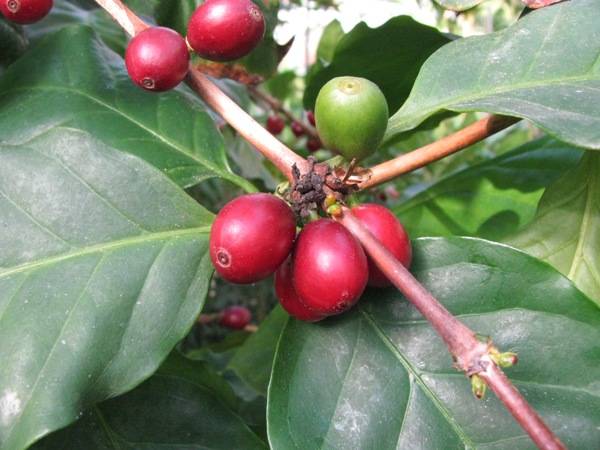 Coffea arabica