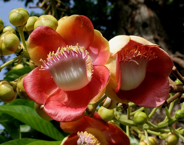 Couroupita guineensis