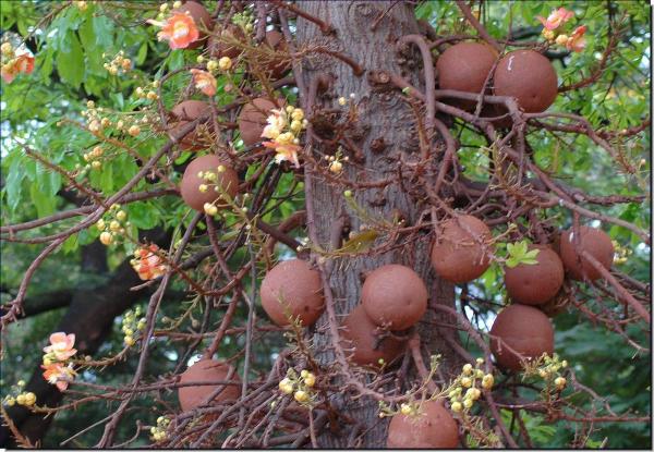 Плоды Couroupita guineensis