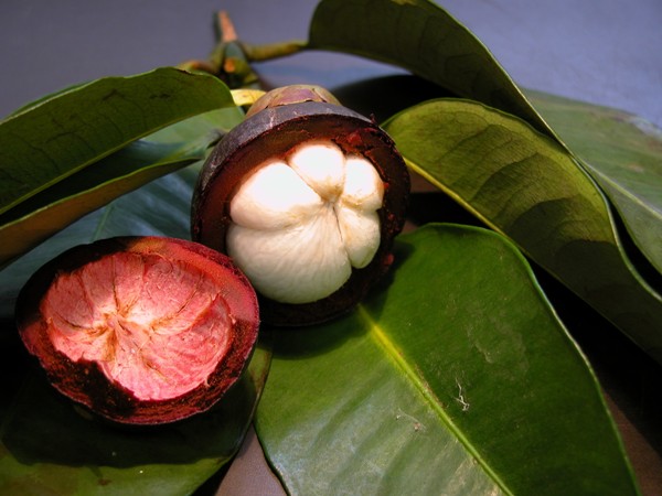 Garchinia mangostana