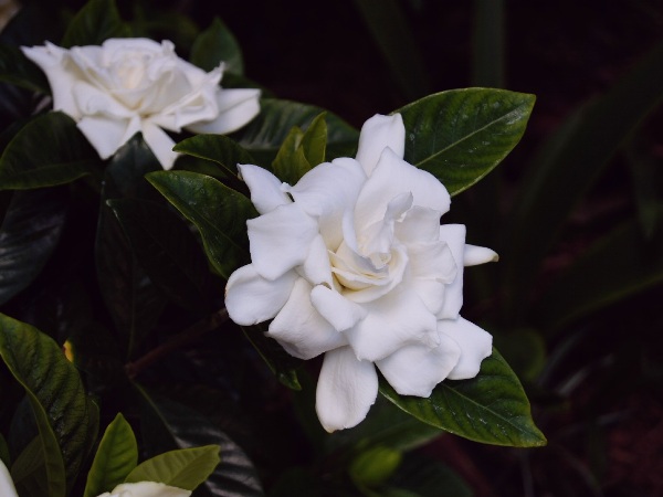 Gardenia jasminoides