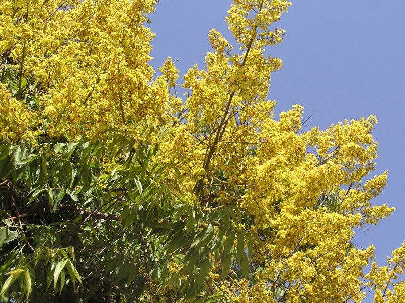 Цветение Koelreuteria bipinnata в середине лета