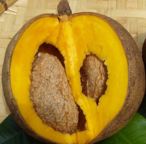Mammea americana