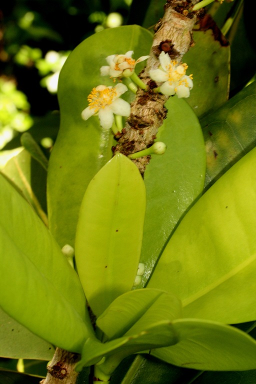 Mammea odorata