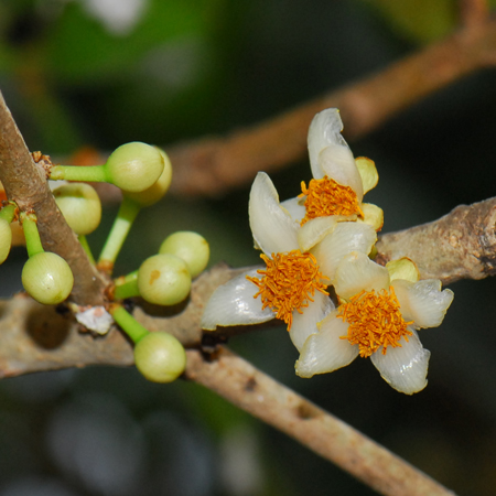 Mammea siamensis