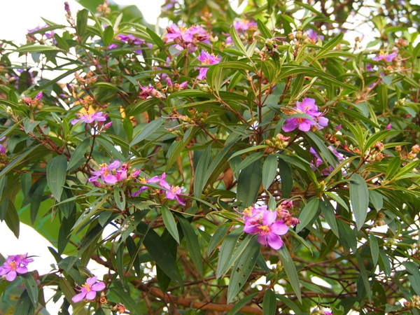 Melastóma malabáthricum
