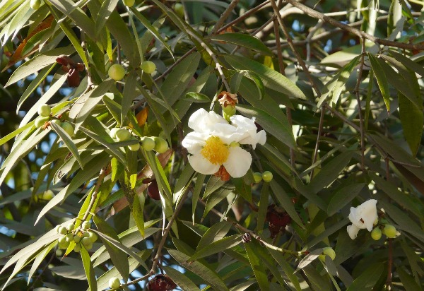 Mesua ferrea