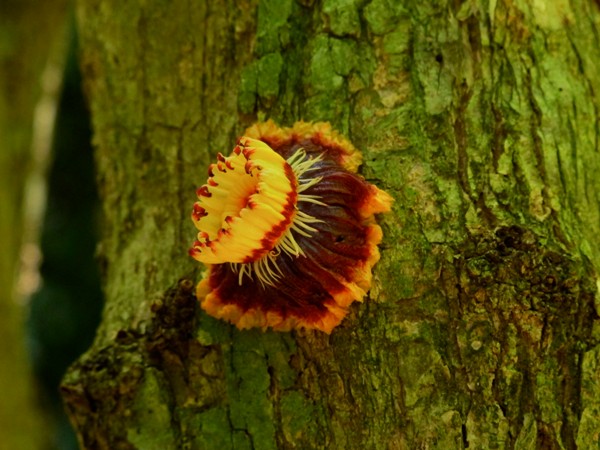 Napoleona imperialis