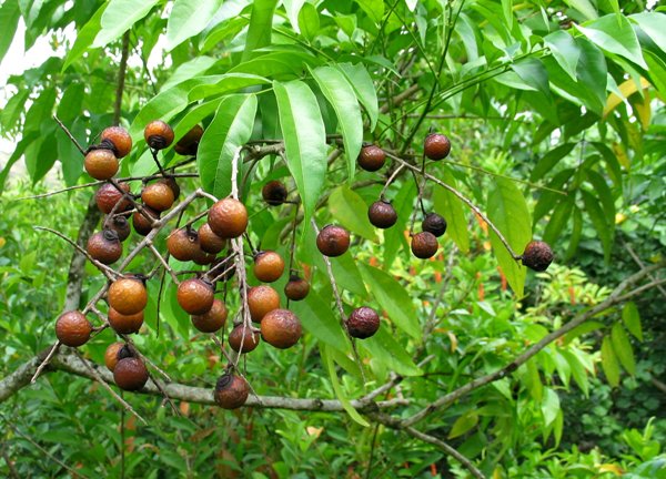 Мыльное дерево (Sapindus saponaria)