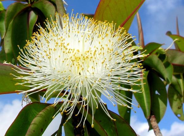 Отсутствие лепестков у Foetidia mauritiana