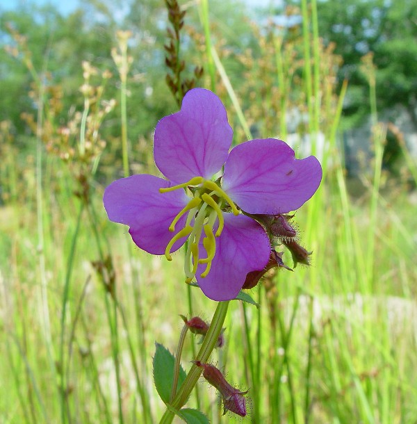 Оленья трава (Rhexia virginica)
