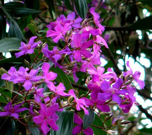 Tibouchina granulosa