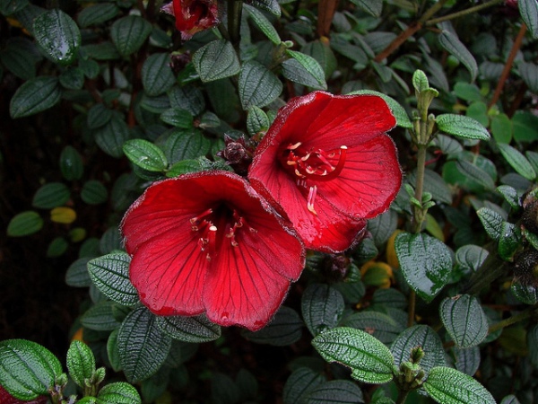 Tibouchina grossa