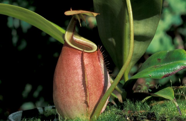 Непентес двушпорный (Nepenthes bicalcarata)